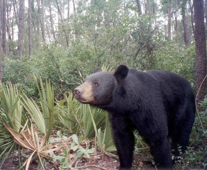 Black bear photographed by a camera trap in woodland
