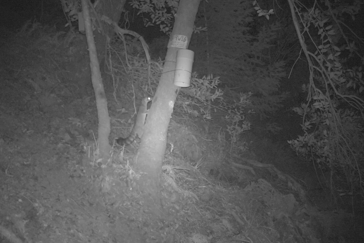 Wildlife photographed by a remote motion-triggered camera in woodland