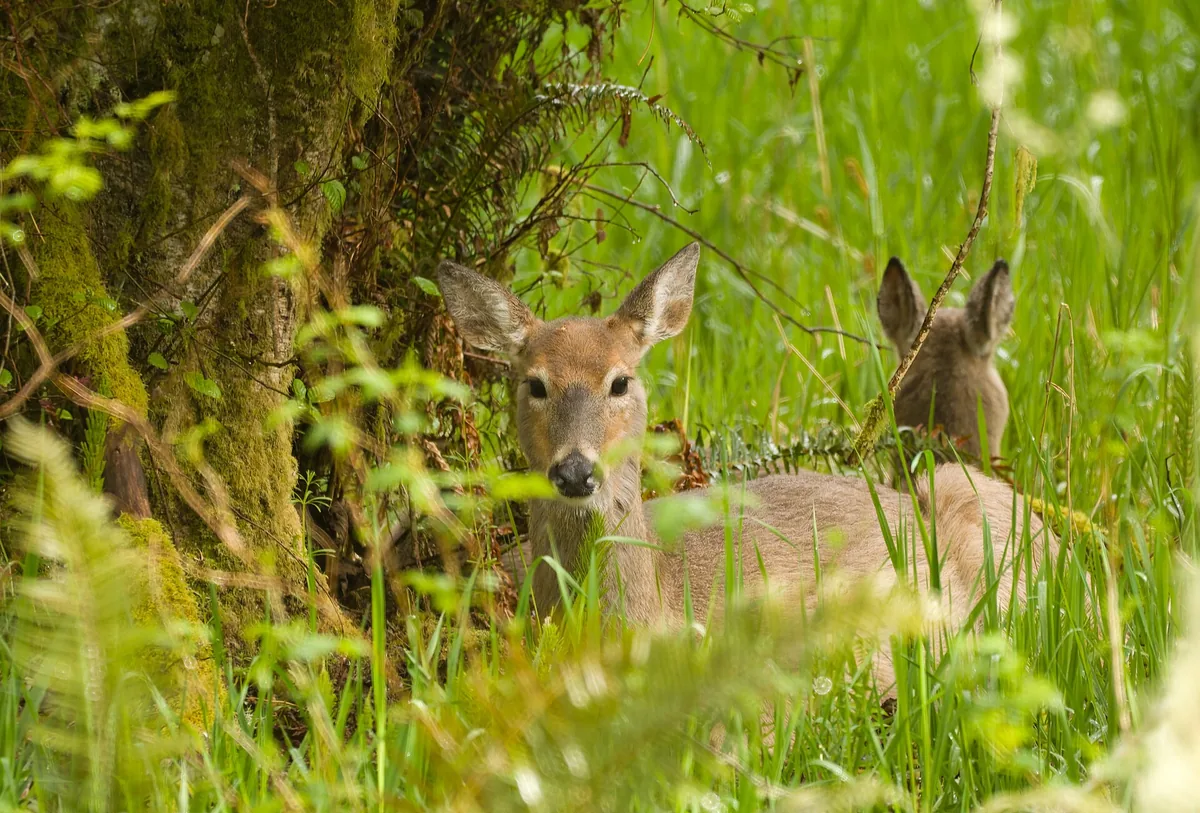 White-tailed deer standing in open woodland