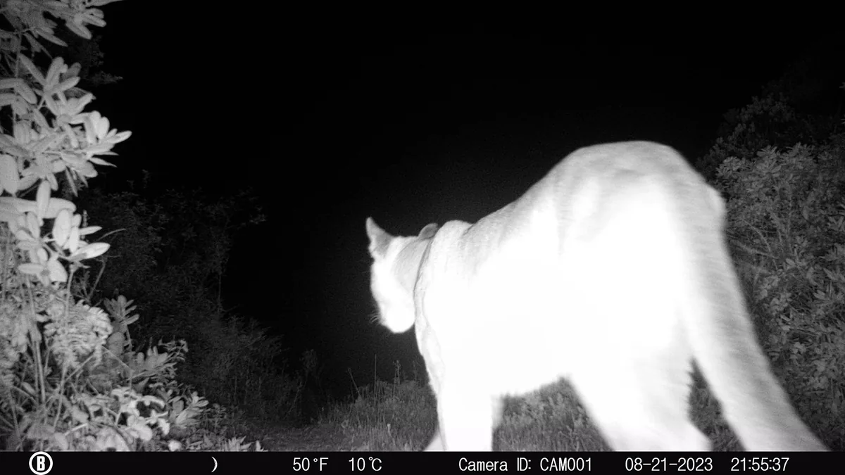 Mountain lion photographed at night by a motion-triggered wildlife camera
