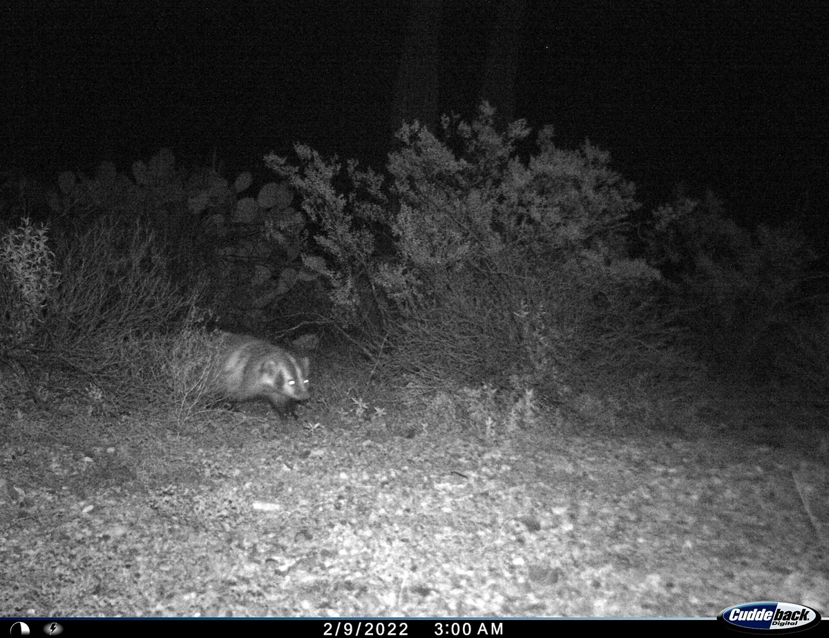 American badger photographed by a remote wildlife camera