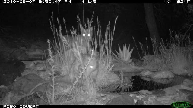 Bobcat and opossum recorded together by a remote night camera