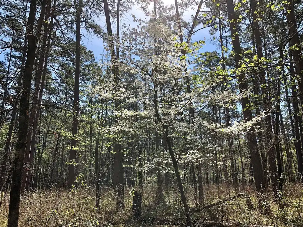Sunlight falling through a forest canopy onto woodland floor