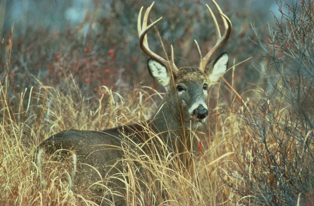 Adult white-tailed deer buck standing among trees