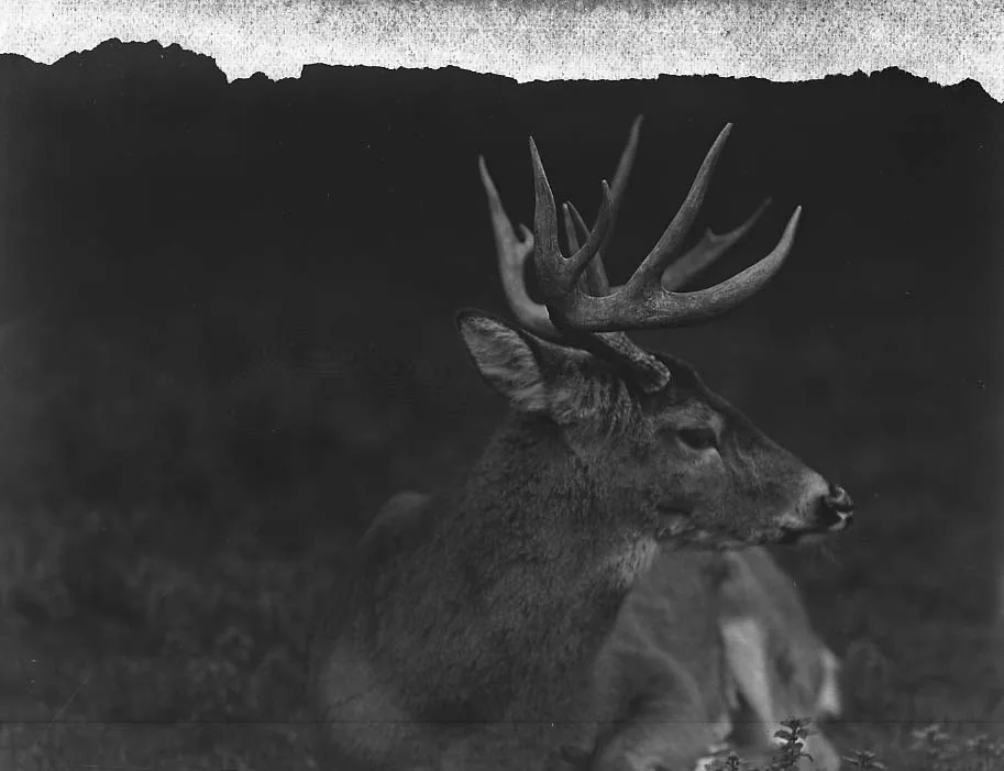 Black-tailed deer buck in woodland cover
